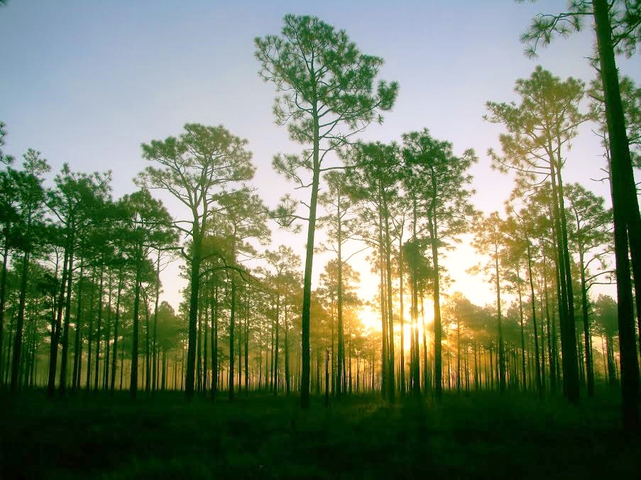The sun rises in the longleaf pine savanna in Holly Shelter Game Land | Photo © PJ Wetzel