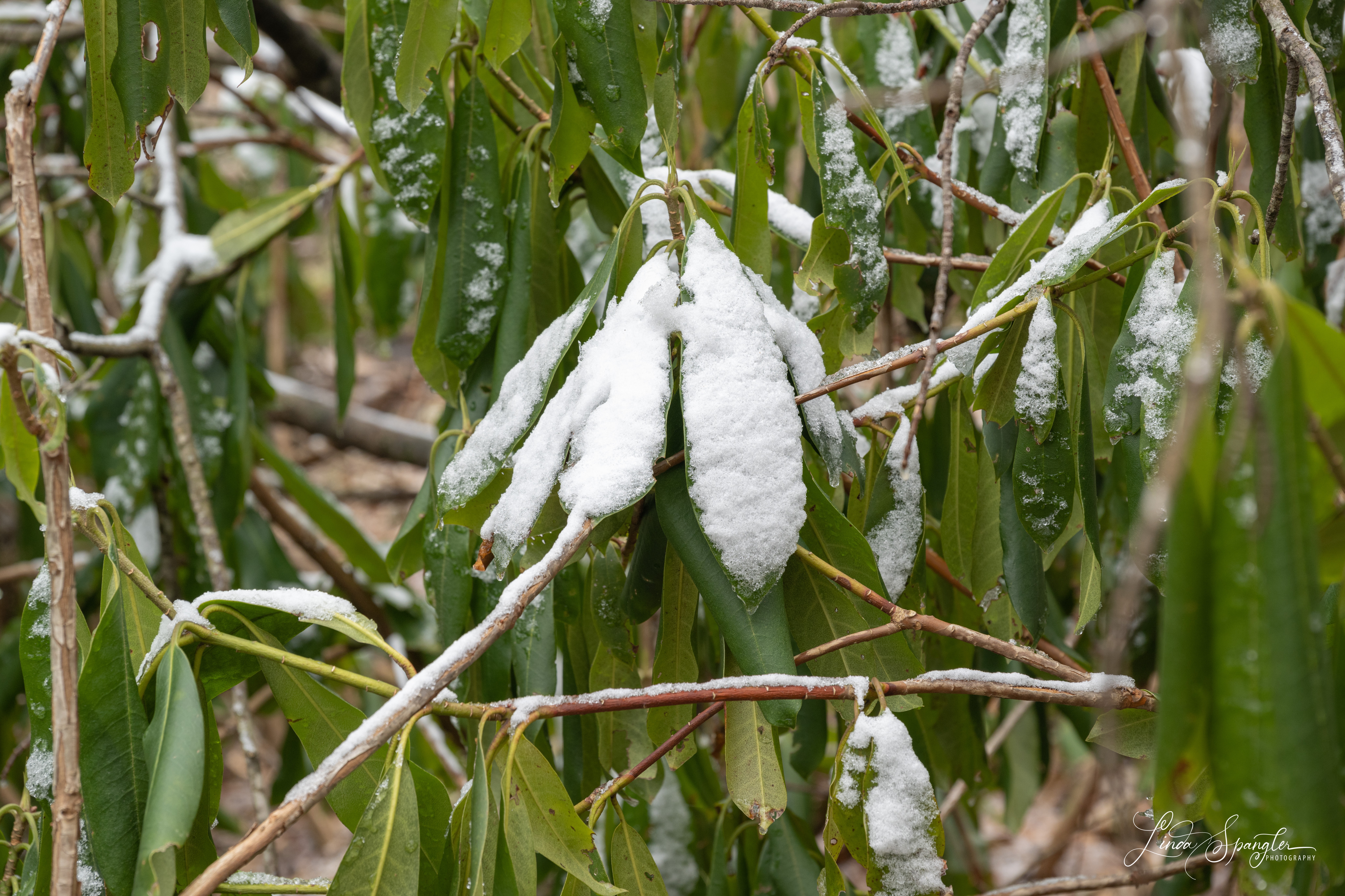 snow of rhododendron
