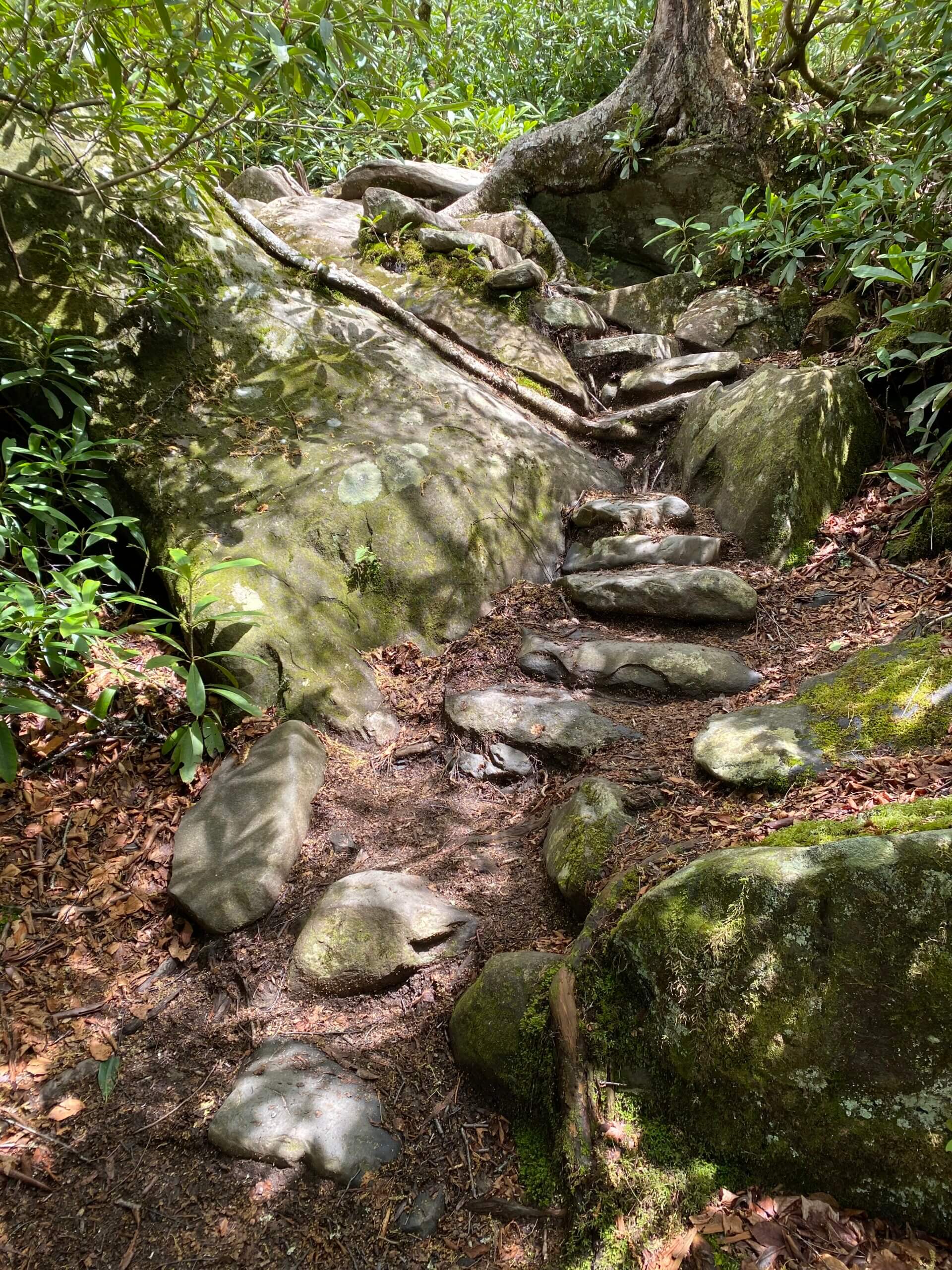 Ramsey Cascades Trail before restoration