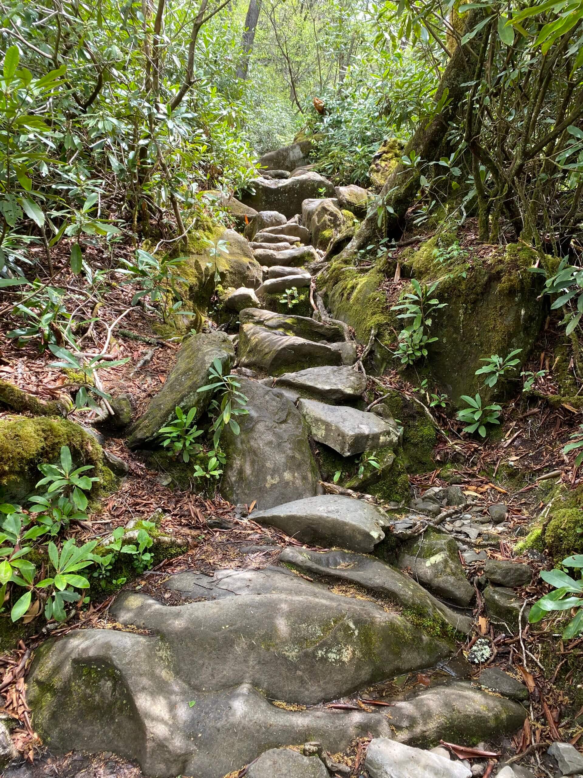Ramsey Cascades Trail before restoration