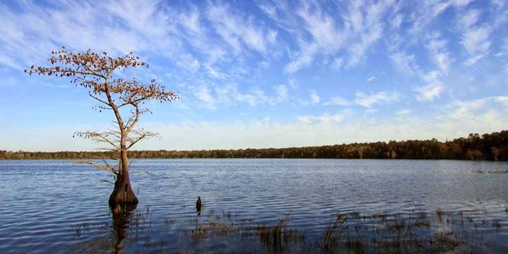 Lone cypress at Jones Lake | Photo © PJ Wetzel