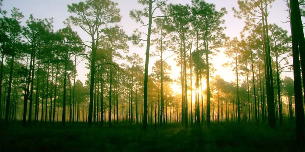 The sun rises in the longleaf pine savanna in Holly Shelter Game Land | Photo © PJ Wetzel