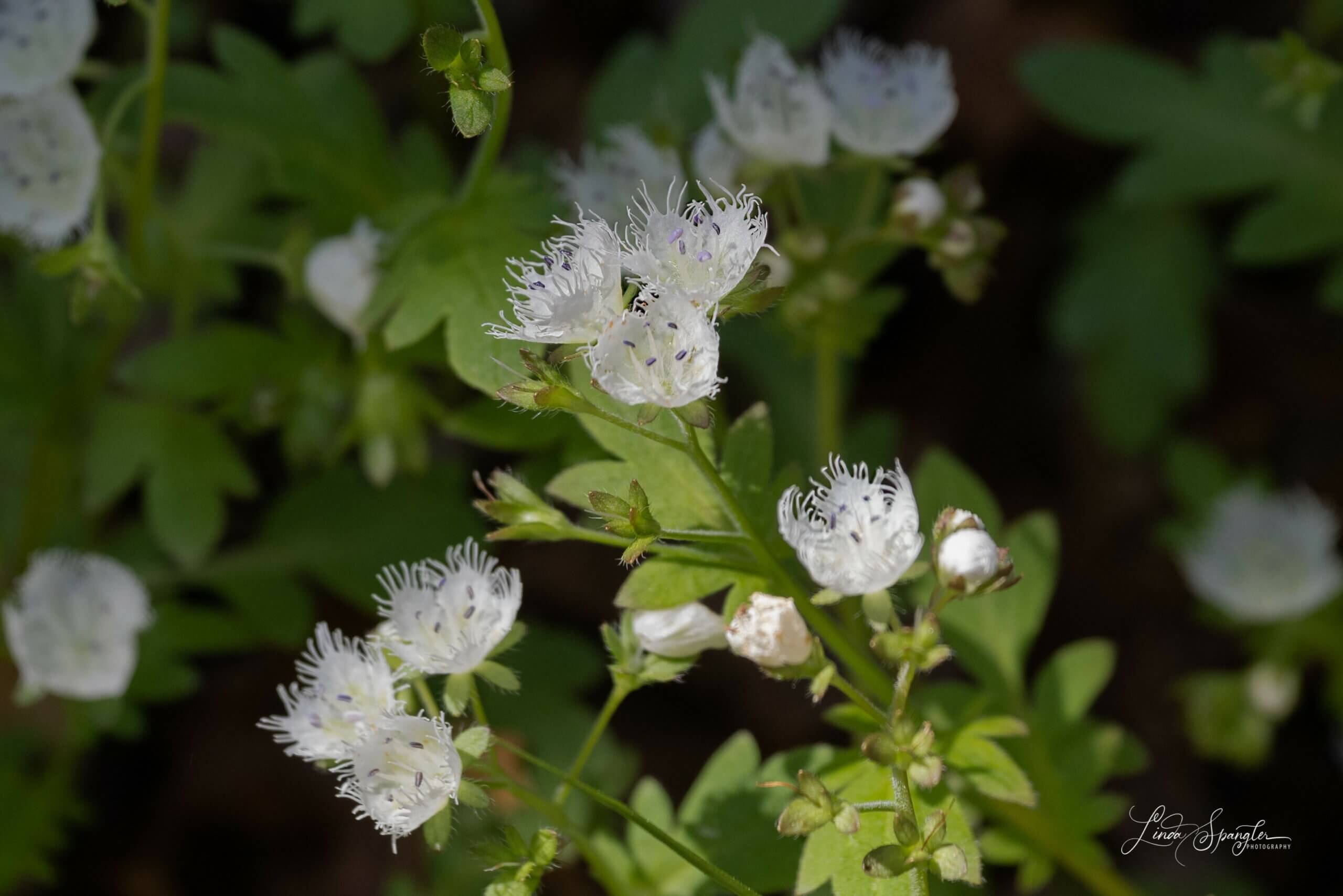wildflower along Smokemont Trail - photo by Linda Spangler