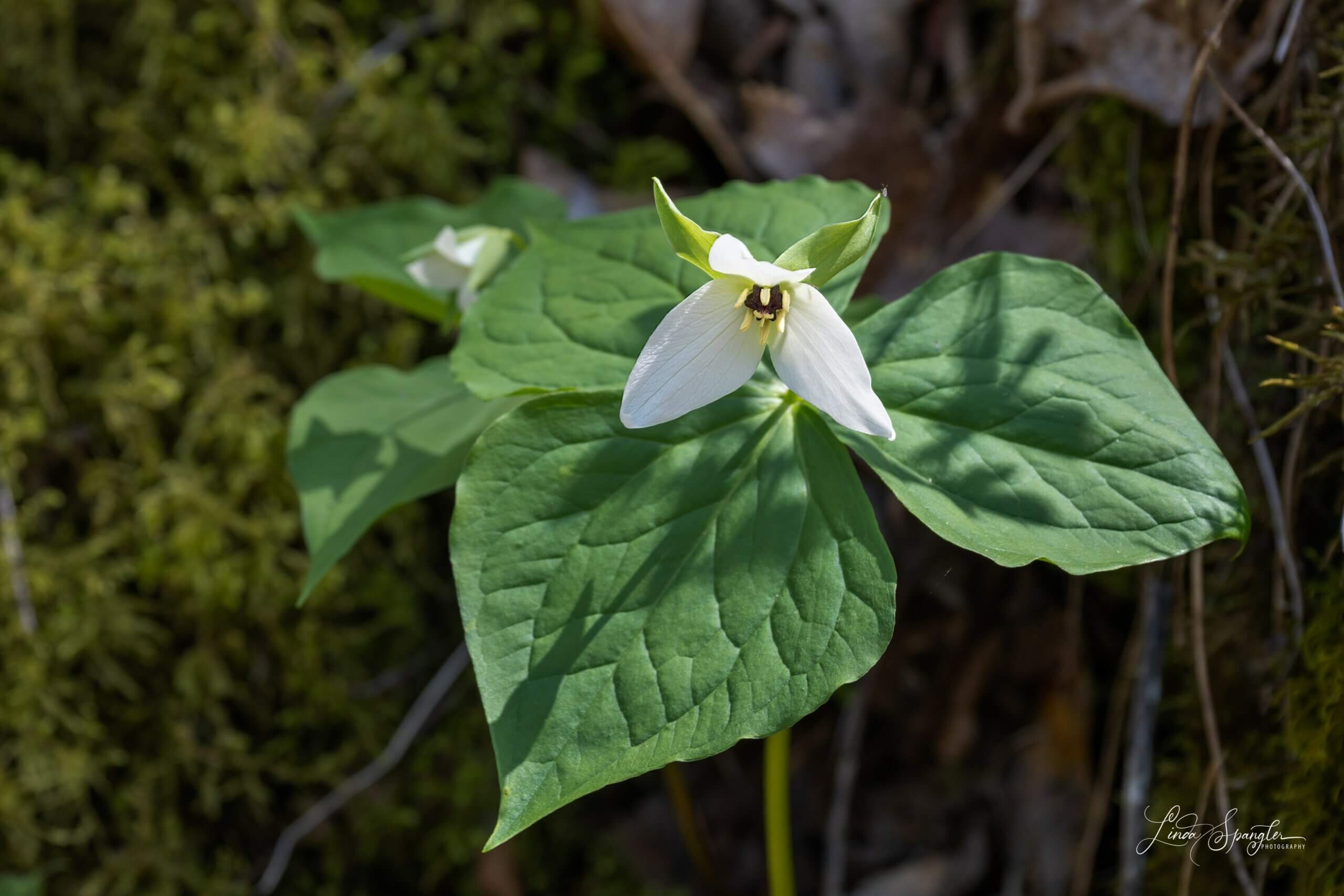 trillium along Smokemont Trail - photo by Linda Spangler